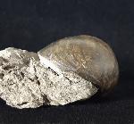 Ampullina sp. (FRUSSAC 1822) - Bild © FossNet FossilienStore